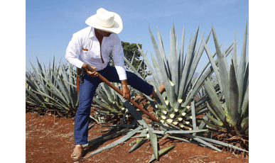 Agaven-Anbau für Tequila und Mezcal