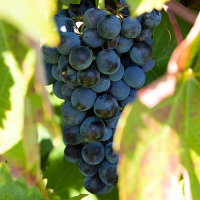 Sofia tis Fisis Red Organic Grape Vinegar