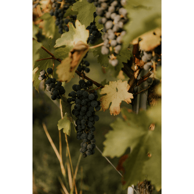 Organic wine vinegar red