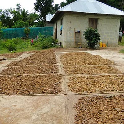 Ceylon cinnamon bark organic