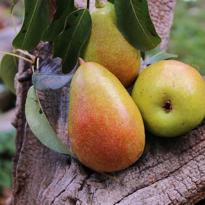 "Gute Luise" pears fruit spread