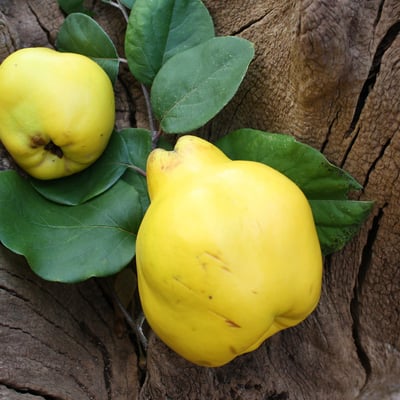 "Noble Radonia" pear quince fruit spread