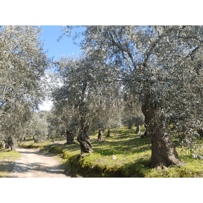100pct. Organic Kalamon olives