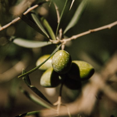 Vitelium Natives Olivenöl Extra Provvidentia