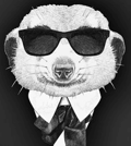 Spicy Suricate Gin