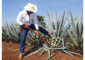 Agaven-Anbau für Tequila und Mezcal