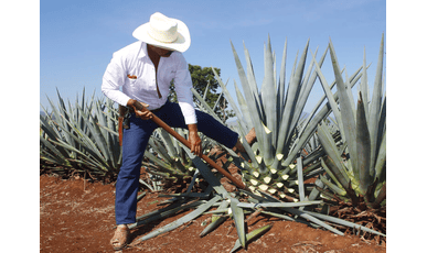 Agaven-Anbau für Tequila und Mezcal