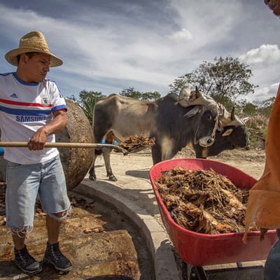 Mezcal Herstellung - Vorbereitung