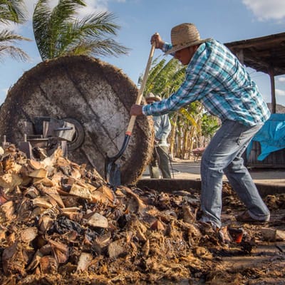 Mezcal Herstellung Agave