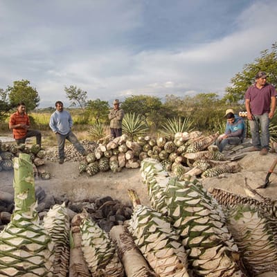 Mezcal Produzenten mit Agaven