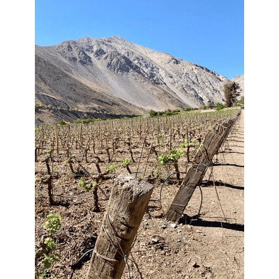 mountainbyrd Gran Pisco de Chile