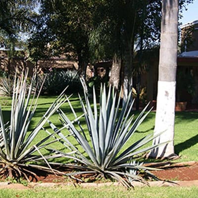 Herencia de Plata Tequila Blanco