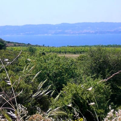 Konstantara Bio Merlot - Rotwein