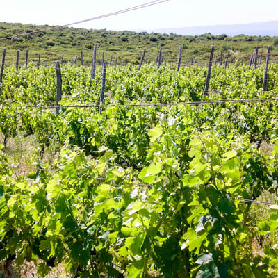 Konstantara Charites Petres Rosé