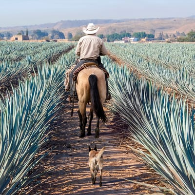 Mina Real Mezcal 100% Maguey Espadin 3