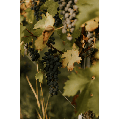 Wine vinegar red