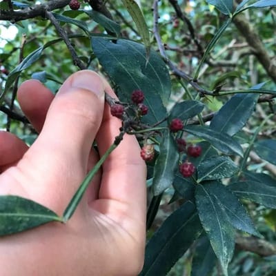 Himalaya Pfeffer Bio