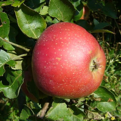 "Kaiser Wilhelm" single variety apple brandy