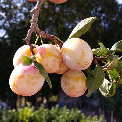 "Mirabelle of Nancy" varietal mirabelle brandy
