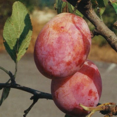 "Königin Viktoria" Pflaumen Fruchtaufstrich