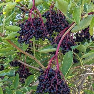 "Goddess Holda" elderberry liqueur