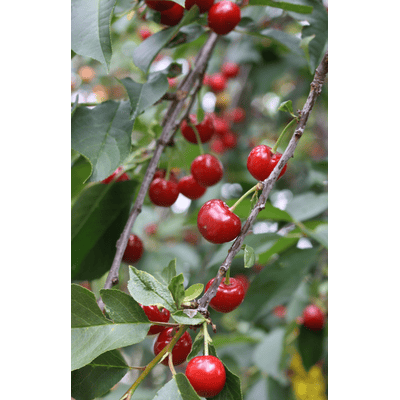 "Royal Amarelle" cherry liqueur