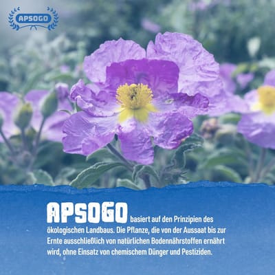 Apsogo Griechischer Bio Cistus Tee