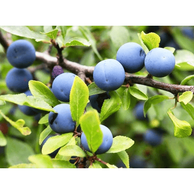 "Sloe magic" sloe liqueur