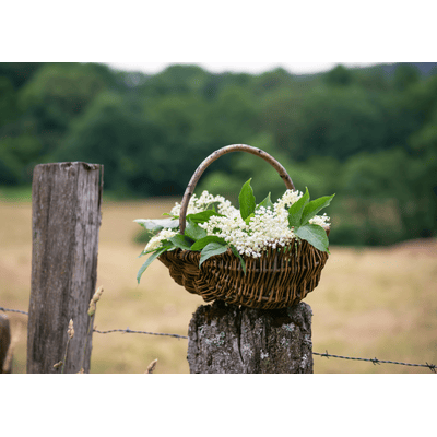 FAIR Elderflower Liqueur - Elderflower liqueur