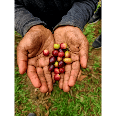 Fruchtbrumme Bio Espresso Blend Arabica