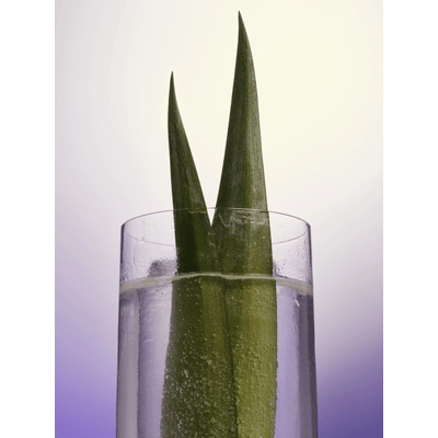 4x SKINNY COLADA - Cocktail Ready to Drink