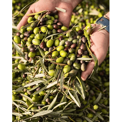 Casilla Orive Natives Olivenöl Extra Picual aus Andalusien