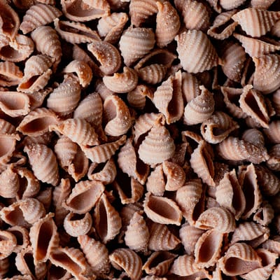 Maroni Pasta - Muscheln