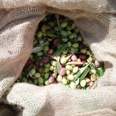 vanimo Mani-Tafeloliven – naturbelassen