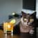 Magic Grapefruit Gin mit Farbwechsel