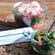 BBQ Deluxe Gewürzmischung