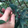 Himalaya Pfeffer Bio