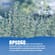 Apsogo Griechischer Bio-Thymian - getrocknet 4