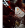 Vinaltura Espuma Bajío Rosé 2019 2