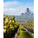 Vinaltura Sauvignon Blanc 2020 2