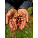 Coopfam Bio Espresso Arabica