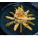 Altenburger Zitronenpfeffer Premium