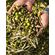 Casilla Orive Natives Olivenöl Extra Picual aus Andalusien