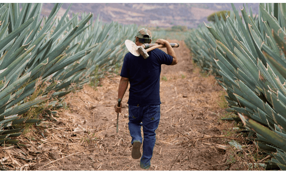 Mezcal Local mit Espadin-Agaven