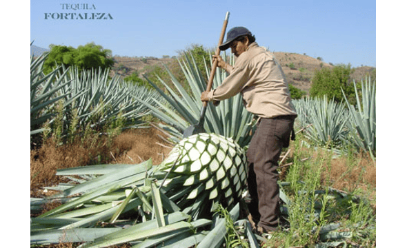 Tequila Fortaleza