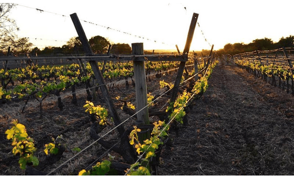 Bodega Familia Irurtia