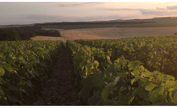 Domaine Louis Robin