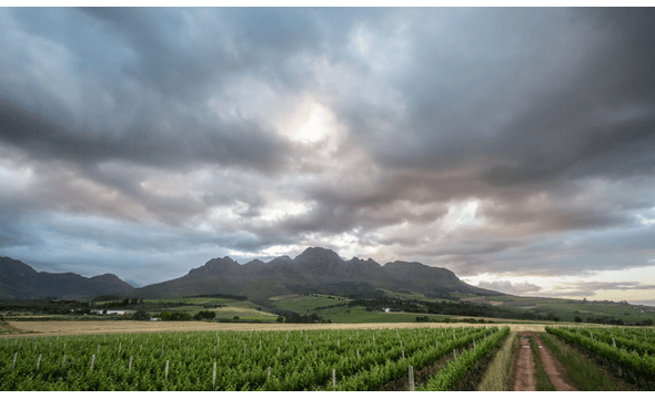 Stellenzicht Wines