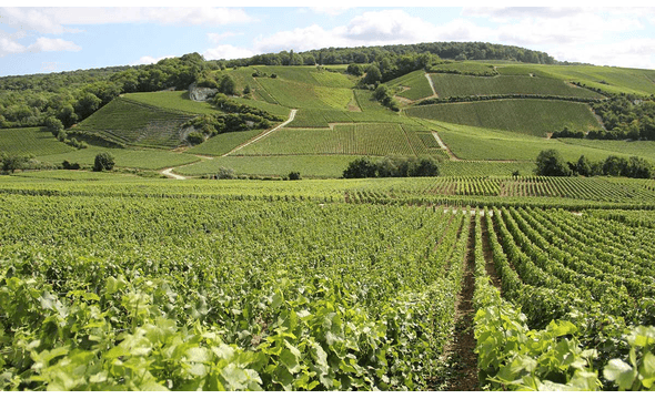 Jacques Selosse