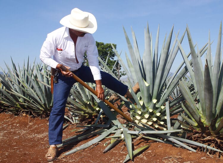 Agaven-Anbau für Tequila und Mezcal